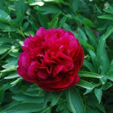 Rsultat de recherche d'images pour 