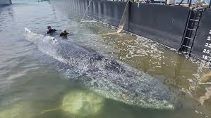 Bultrugwalvis Timmy : ce qu'il faut savoir — image 3