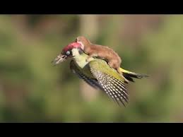 Hasil gambar untuk animal