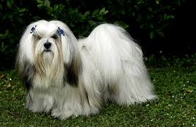 Resultado de imagem para LHASA APSO