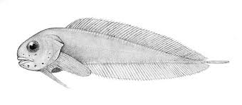 Image result for Paraliparis carlbondi