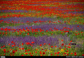 دشتی از گل های شقایق ،کازرون