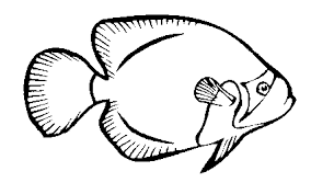 fish coloring pages ile ilgili görsel sonucu