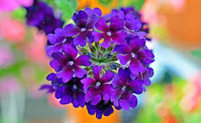 Resultado de imagem para FLORES PEQUENINAS