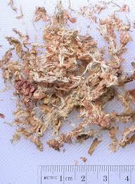 Image result for chilean sphagnum moss