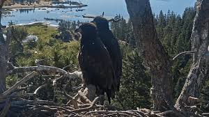 Sandy and Luna return to nest after a big day of flying
