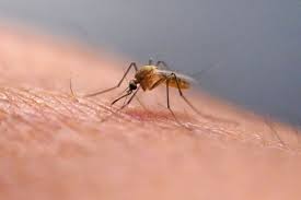 Google wants to release up to 32 million ‘good’ mosquitoes in California and Florida
