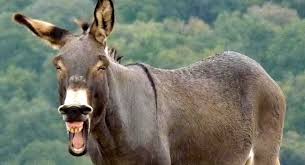 Resultado de imagen de BURROS EN LA PLAYA FOTOS