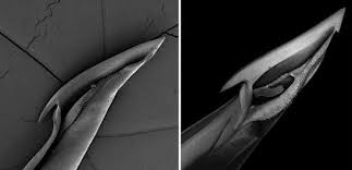 Phyla Molluska: The Venom Apparatus of Cone Snails ...