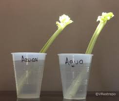 Resultado de imagen de experimentos infantiles