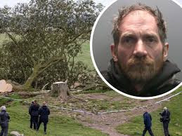 Second man who chopped down famous Sycamore Gap tree is released from prison — Chronicle Live