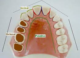Resultado de imagen para borde incisal dental
