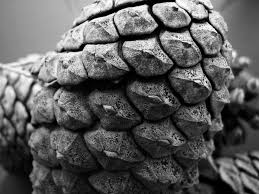 Image result for Pine cone photography