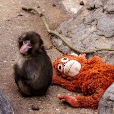 A Lonely Baby Monkey Wins Hearts, and Even a Few Friends - The New York Times