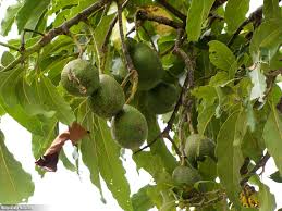 avocado plants ile ilgili görsel sonucu