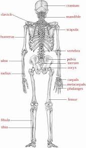 Image result for skeletal bones