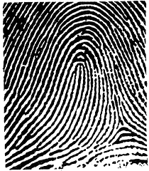 Résultat de recherche d'images pour "fingerprint types"