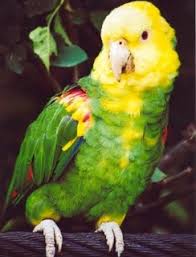 Resultado de imagen para aves exoticas mexicanas