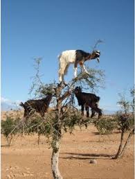 Image result for goat tree