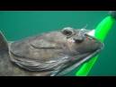 Underwater video of halibut jigging - Tackle Technique