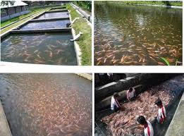 Hasil gambar untuk budidaya ikan oleh remaja