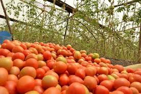 A tale of excellence for star 9065 f1 AKA Sprinter hybrid tomato in  Banket.. A success story from our farmer Mr Godobo who grows Star…