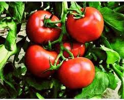 Image of Hisar Lalit Tomato