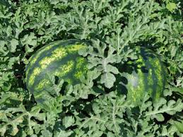 tarlada karpuz ile ilgili görsel sonucu