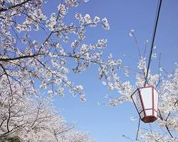 尾道市千光寺公園の桜の画像