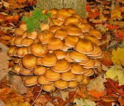 Risultati immagini per funghi non commestibili immagini