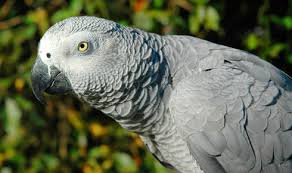 Image result for african grey parrot for sale