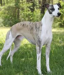 Resultado de imagem para whippet