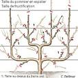 Peut on tailler un pommier en mars