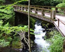 帝釈峡（雄橋・断魚渓）の紅葉の画像