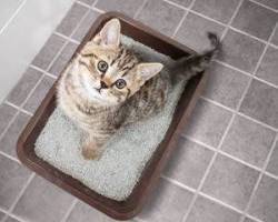 cat looking guilty after peeing outside the litter boxの画像