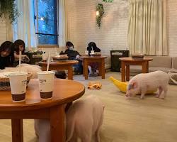 mipig cafe interiorの画像