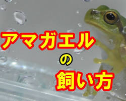 カエルの飼育環境の画像
