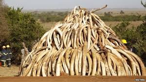 Image result for Ivory kenya