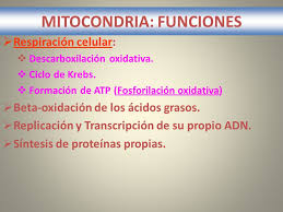 Resultat d'imatges de mitocondrias funcion