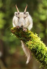 Résultat de recherche d'images pour "saiga antelope"