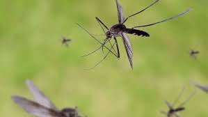 Tragic Loss: Young Life Cut Short in Baldwin County Following Mosquito Bite - 1