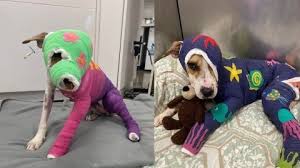Perrita que fue víctima de quemaduras lucha por su vida, la consienten para que pueda sobrevivir
