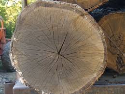 Image result for wood log crack