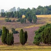 Lüneburg Heath