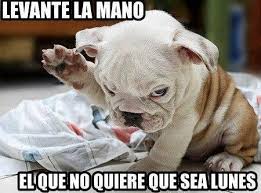 Resultado de imagen de fotos graciosas de animales