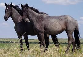 Image result for HORSE