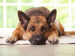 Risultati immagini per CANI
