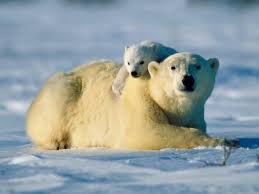 Image result for polar bear pics