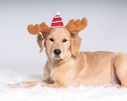 dog wearing a Santa hatの画像