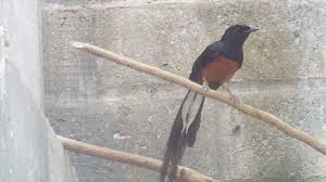 Hasil gambar untuk murai batu